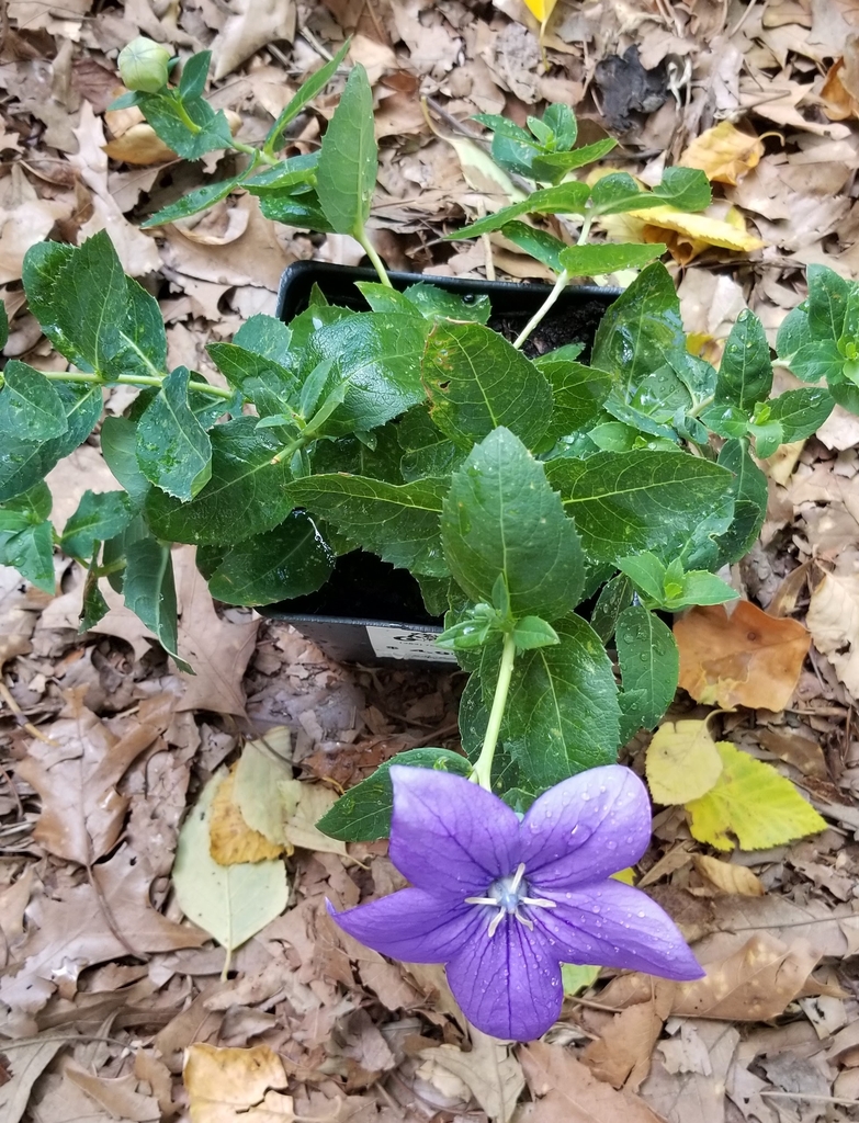 green balloon-shaped bud, bluish-purple five lobed flower