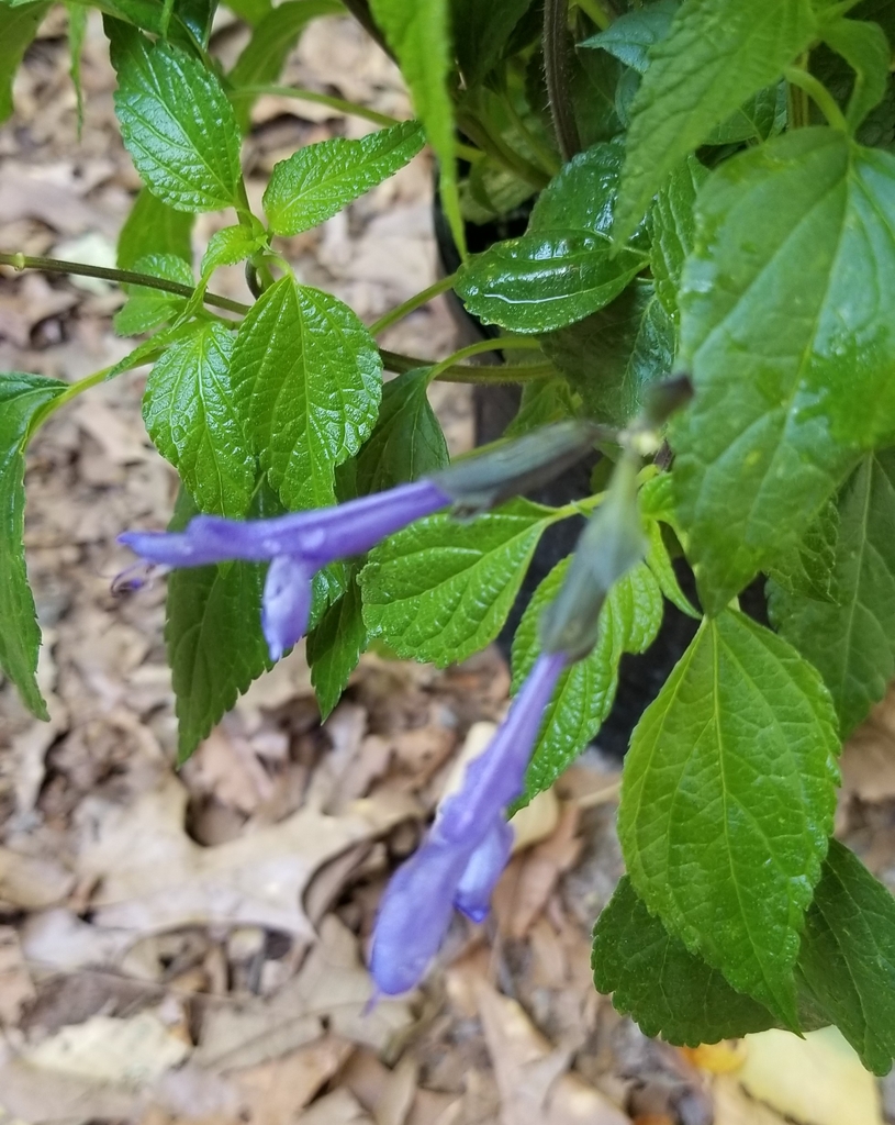 light blue flowers with a black calyx, deep green foliage