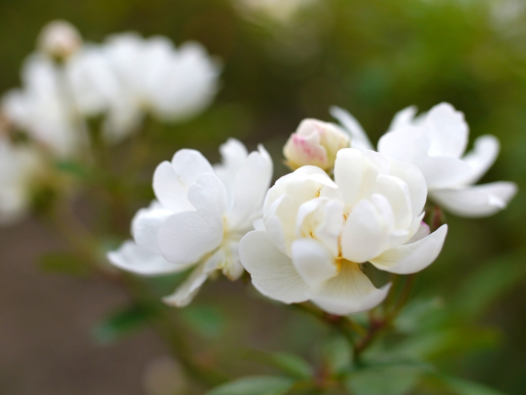 small white double flower roses.