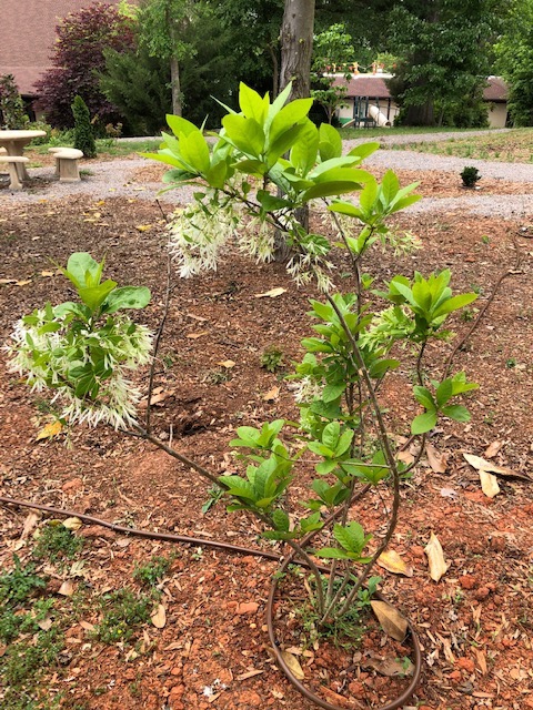 Young Chionanthus virginicus in flower