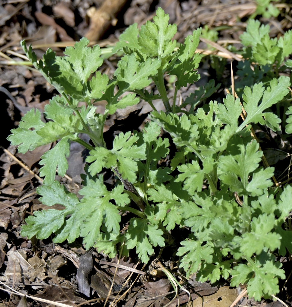 lobed leaves of Chrysanthemum