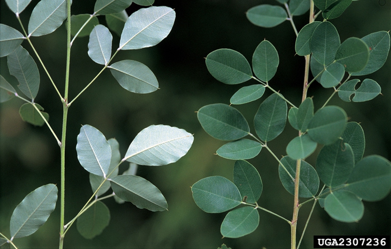 Trifolate leaves with small point at the tip are lighter on the