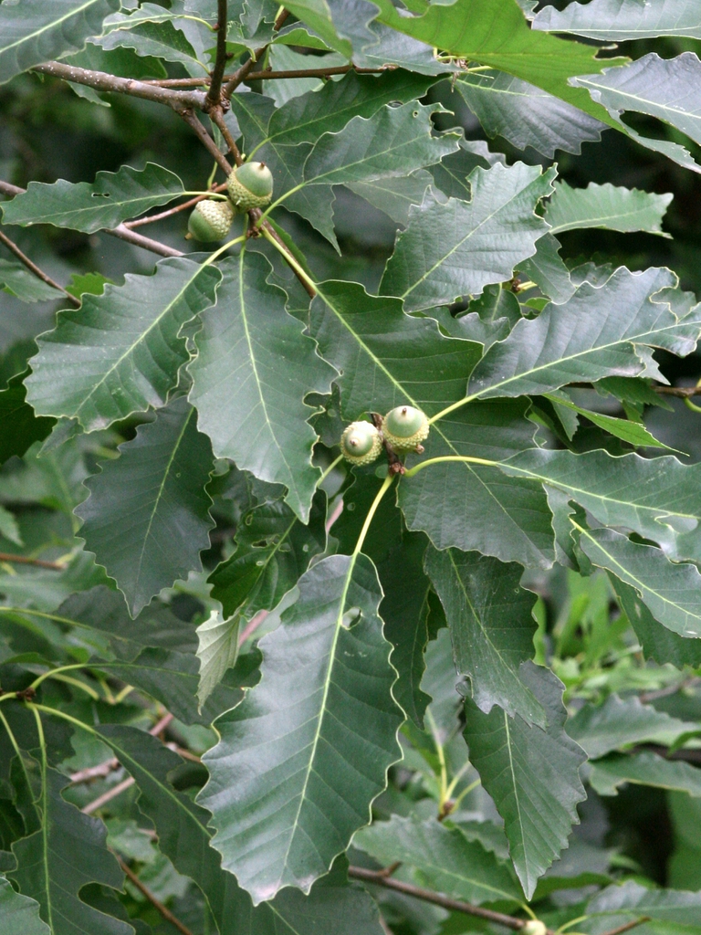 Leaves and young acorns