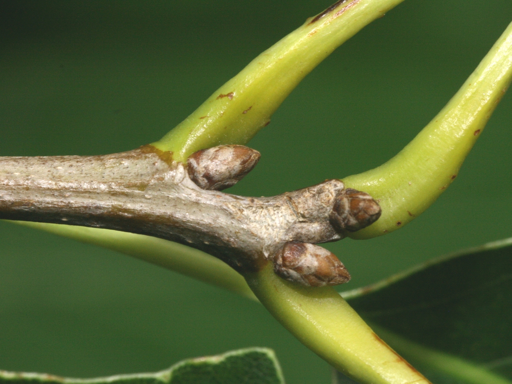 Branch and buds