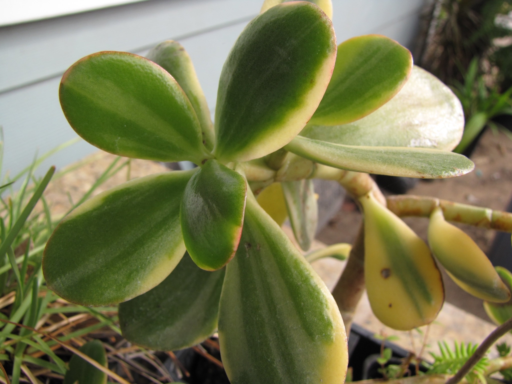 Crassula ovata 'Variegata'