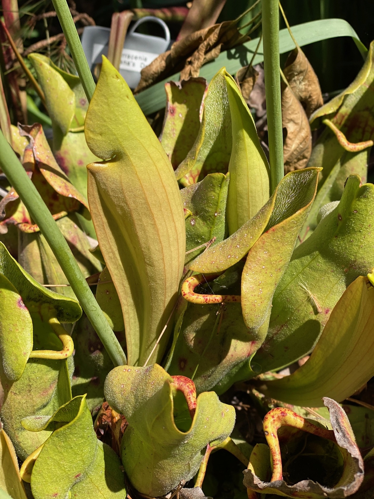 Cluster of procumbent pitchers with erect lids