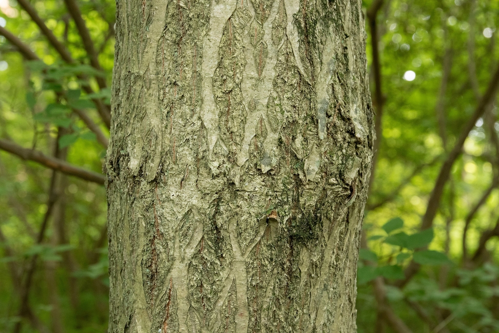 Rough textured brown bark