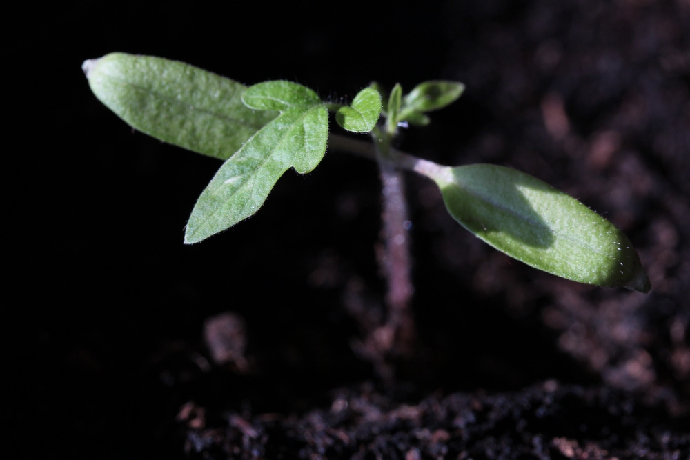 Close-up of seedling showing characteristic cotyledon shape