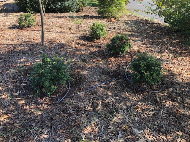 Young Encore Azalea plants in a group, surrounded by drip hose