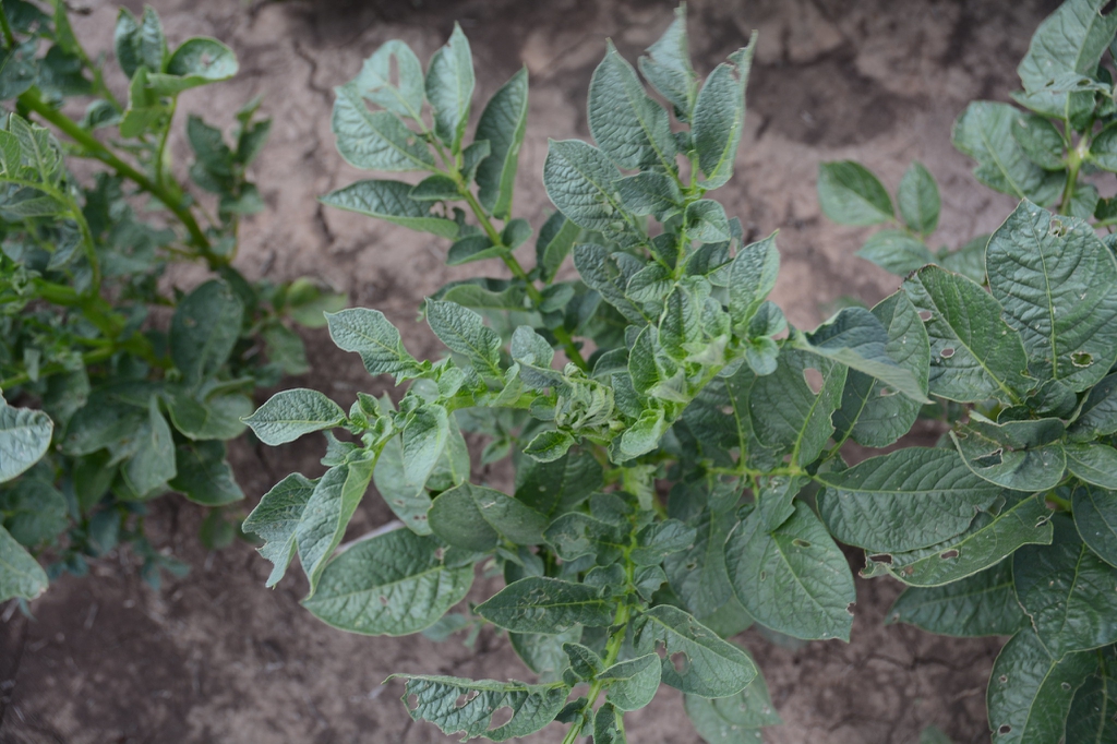 Solanum tuberosum