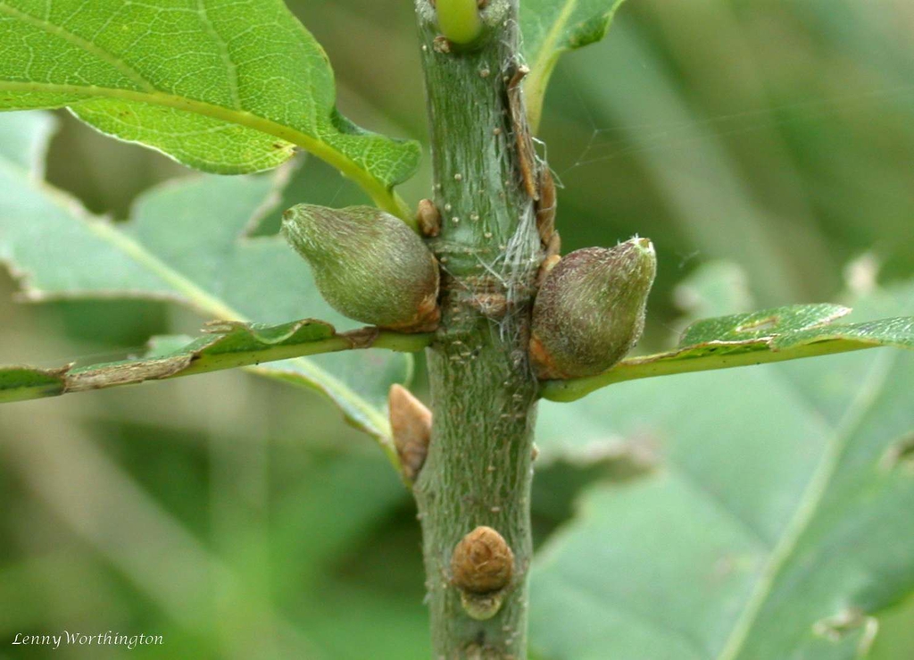 Stem