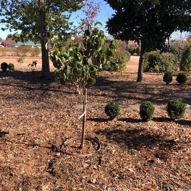 Young Flowering Dogwood tree