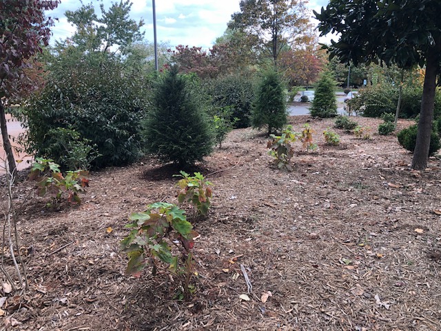 Young Oakleaf Hydrangea bushes in a group