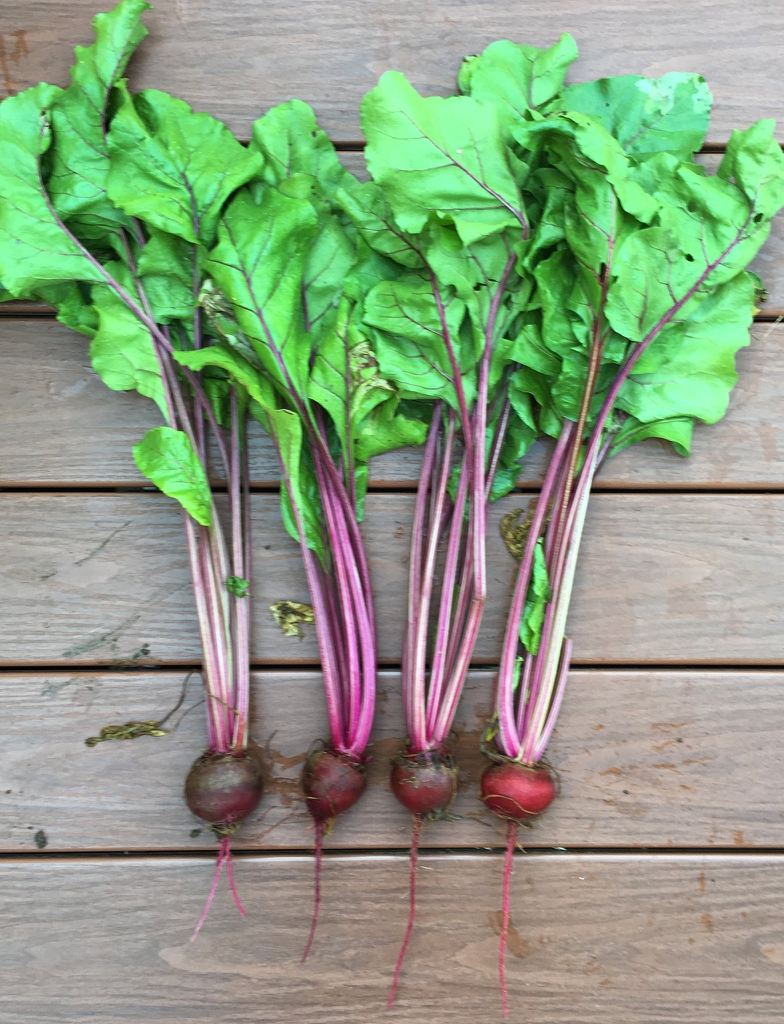 Beta vulgaris (Garden Beet Group)