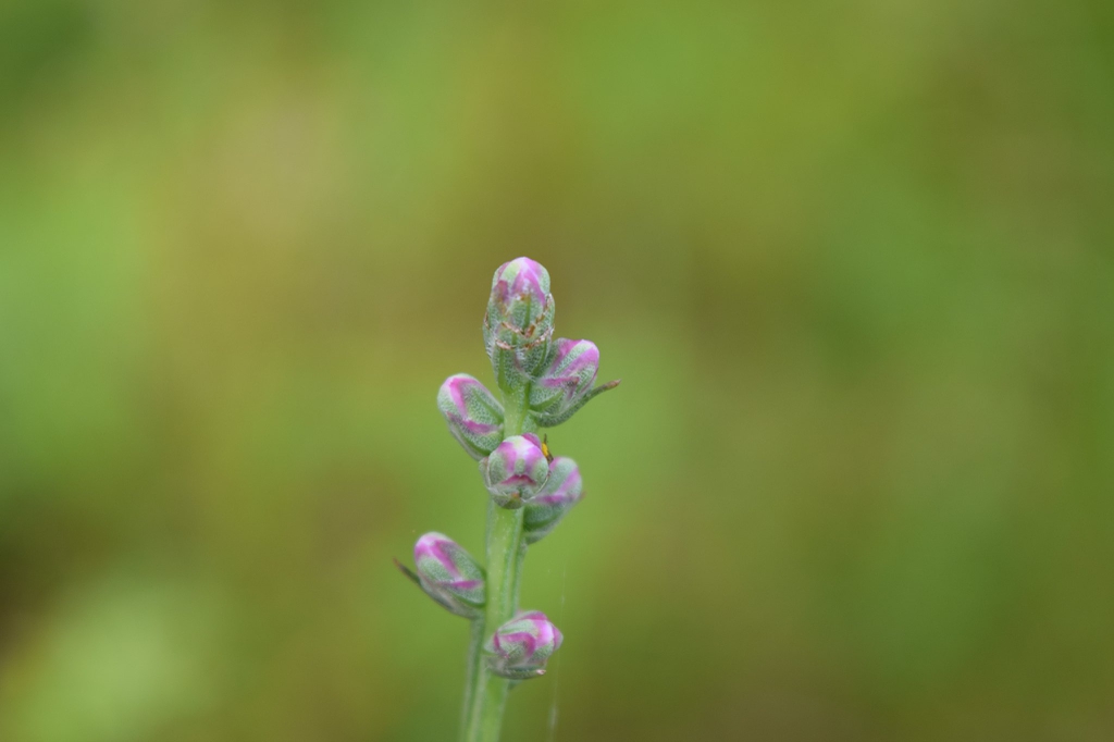 Liatris spicata var. resinosa