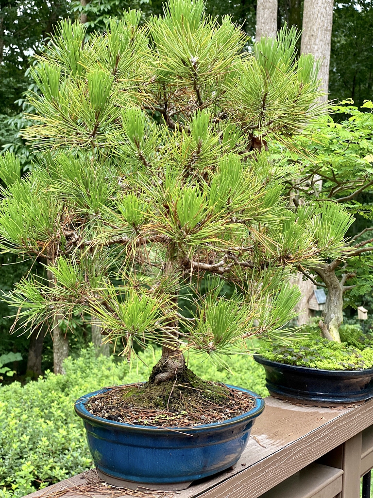 As bonsai