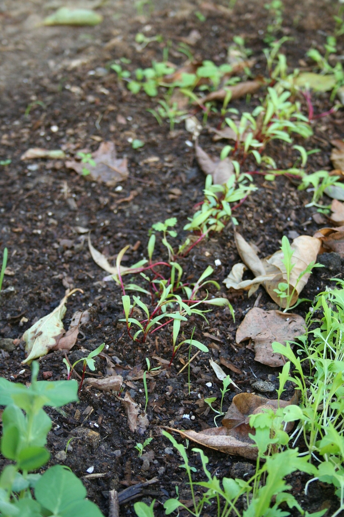 Beta vulgaris (Garden Beet Group)