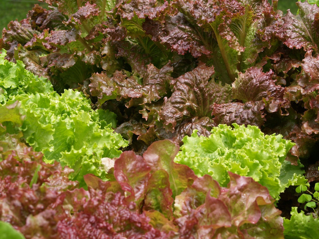 Lactuca sativa