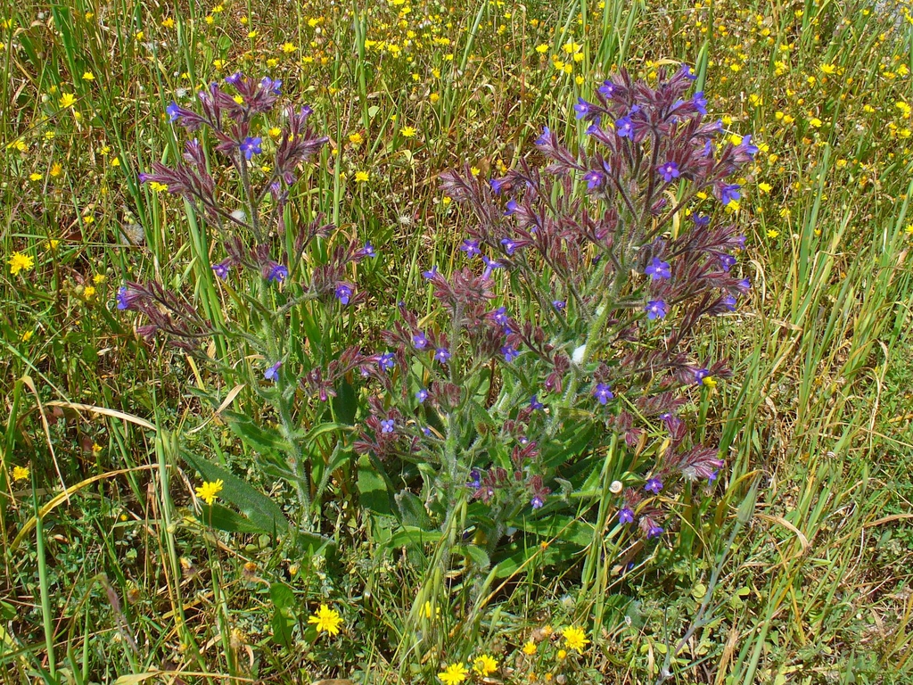 flower and form