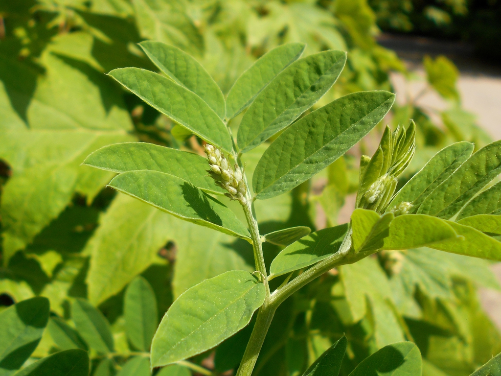 flower and leaves