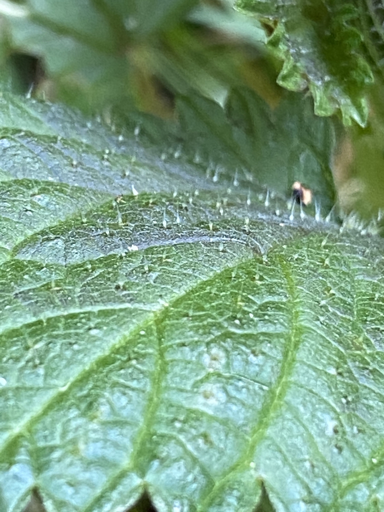 Singing hairs