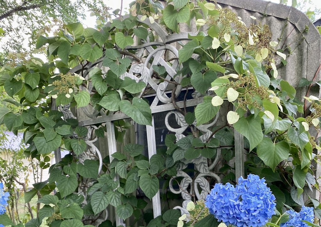 In Bloom