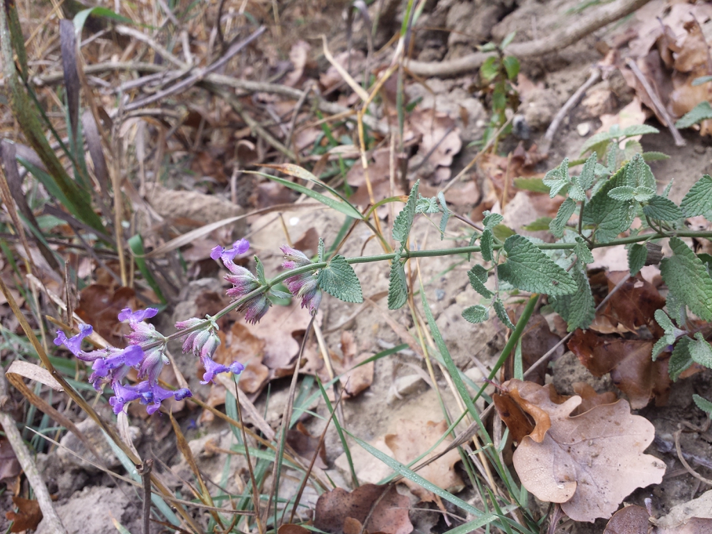 Nepeta x faassenii