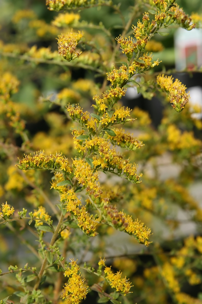Solidago rugosa 'Fireworks' flowers