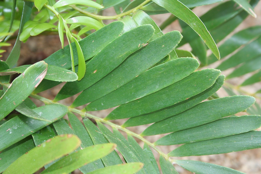 Leaf closeup showing narrow, smooth leaflets.