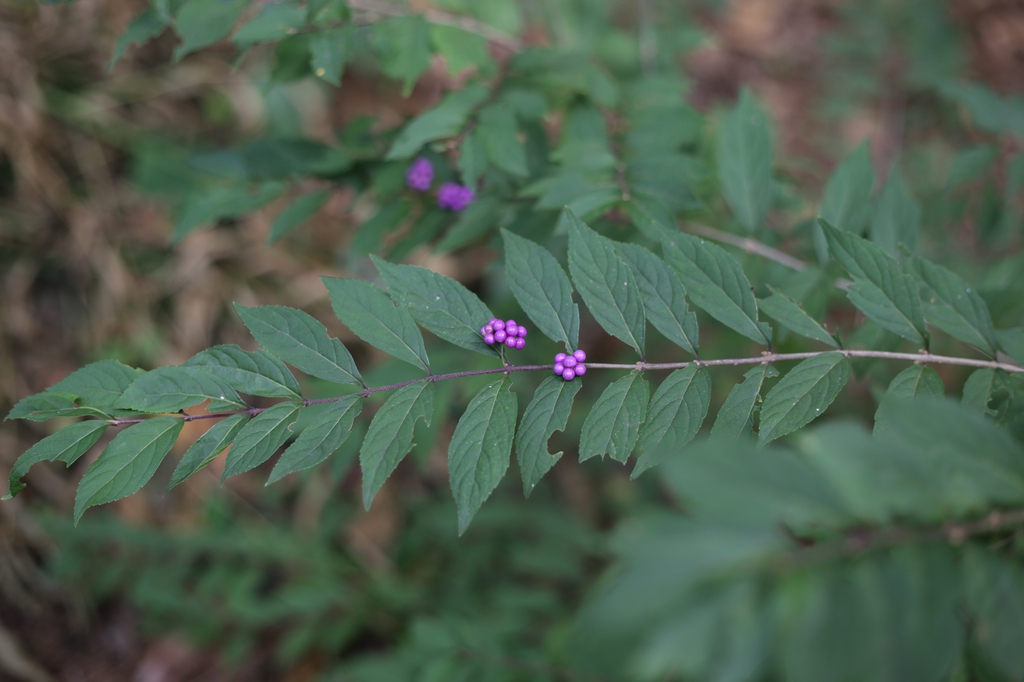 Callicarpa dichotoma