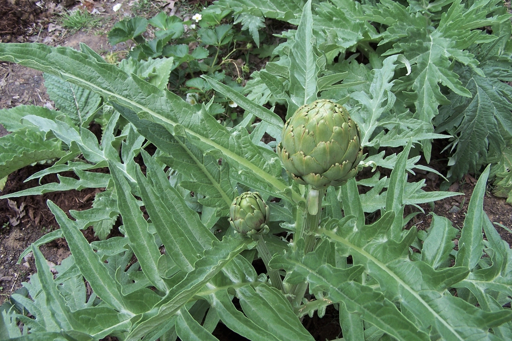 Cynara cardunculus (Scolymus Group)