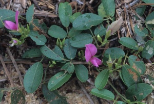 Galactia regularis