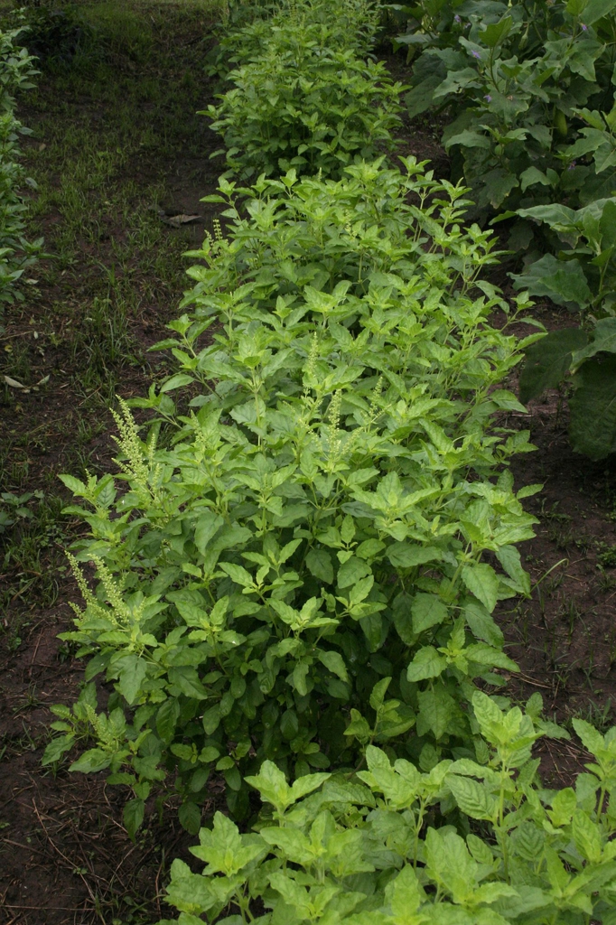 Ocimum tenuiflorum