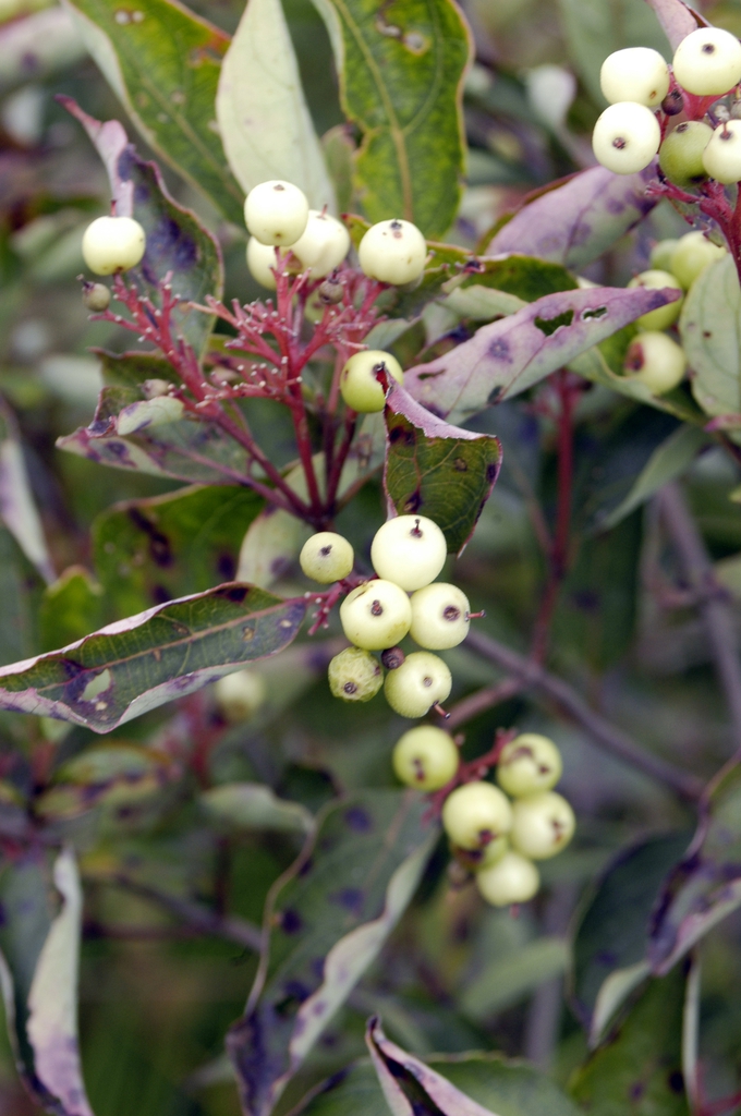White fruits with red stalks in the fall.