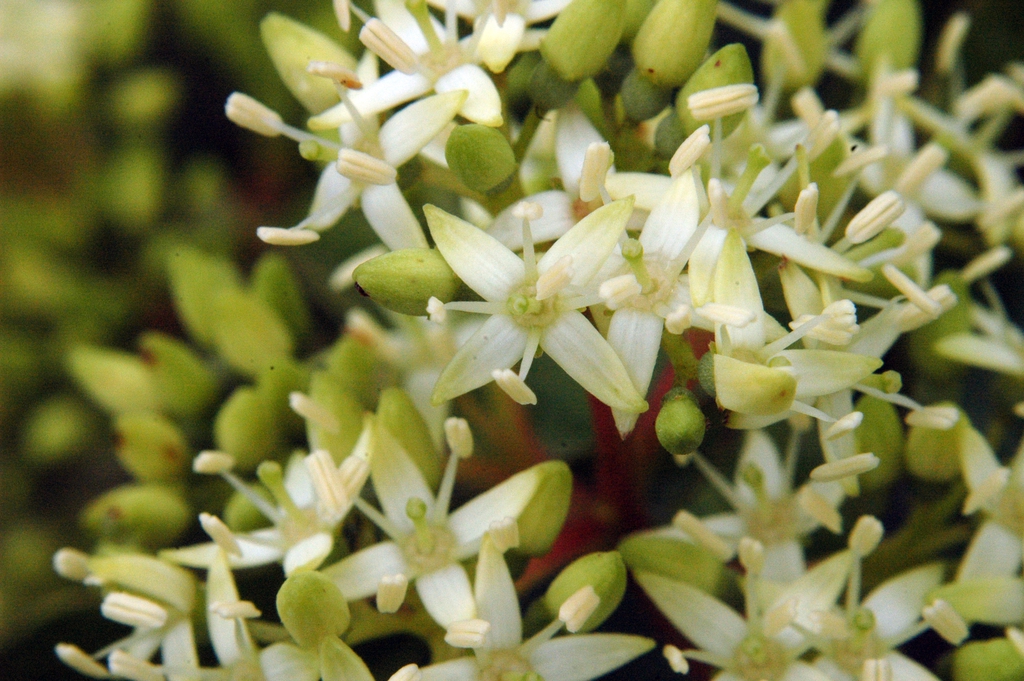 Close up of flowers