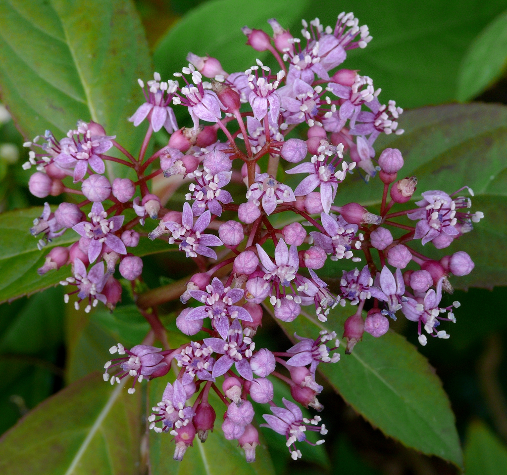 Mature inflorescence with open and unopened flowers.