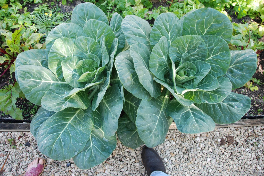 Brassica oleracea (Acephala group)