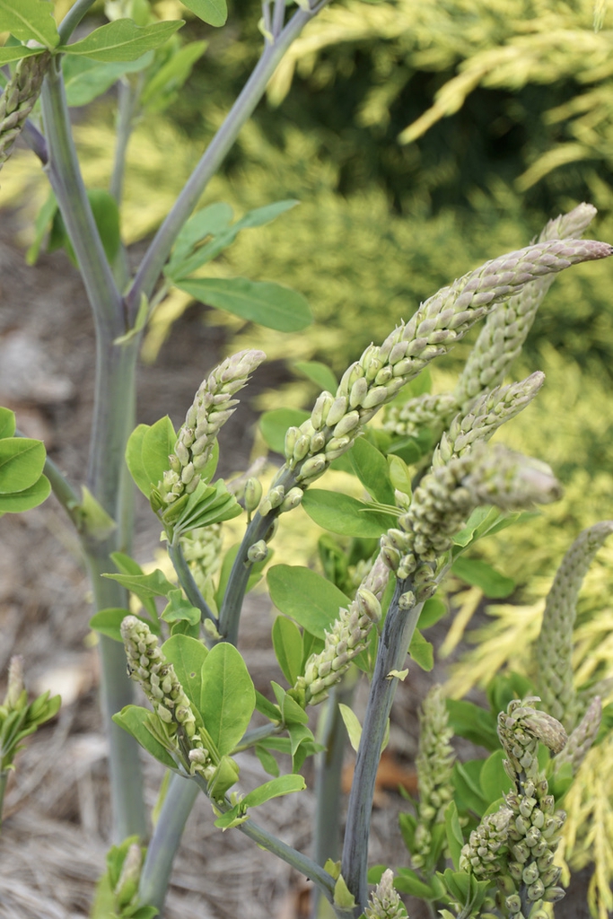 Baptisia alba