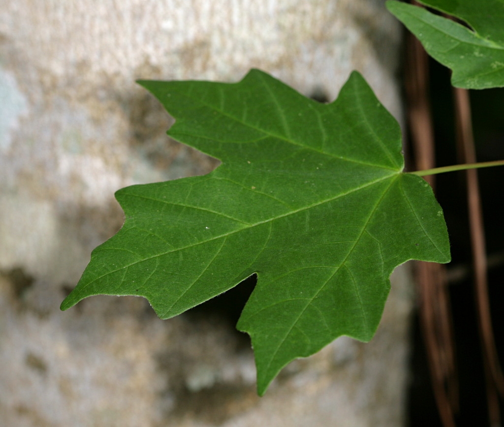 Leaf
