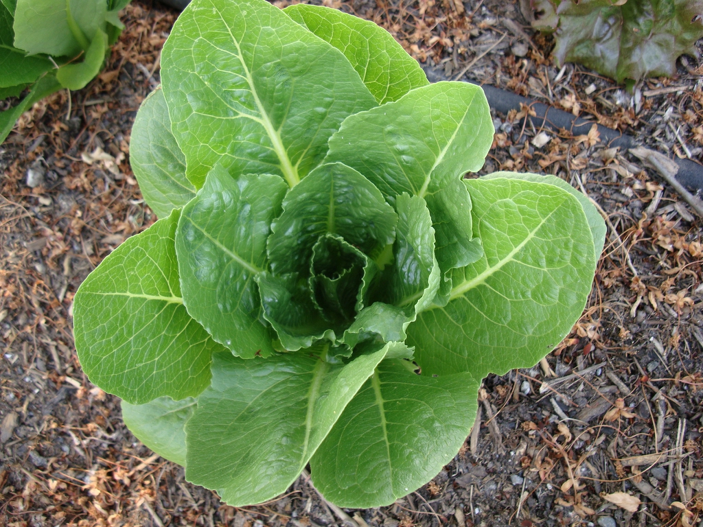 Lactuca sativa