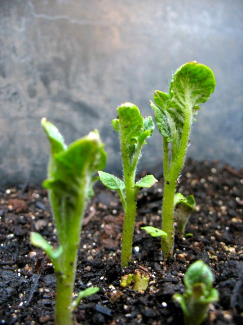 Solanum tuberosum