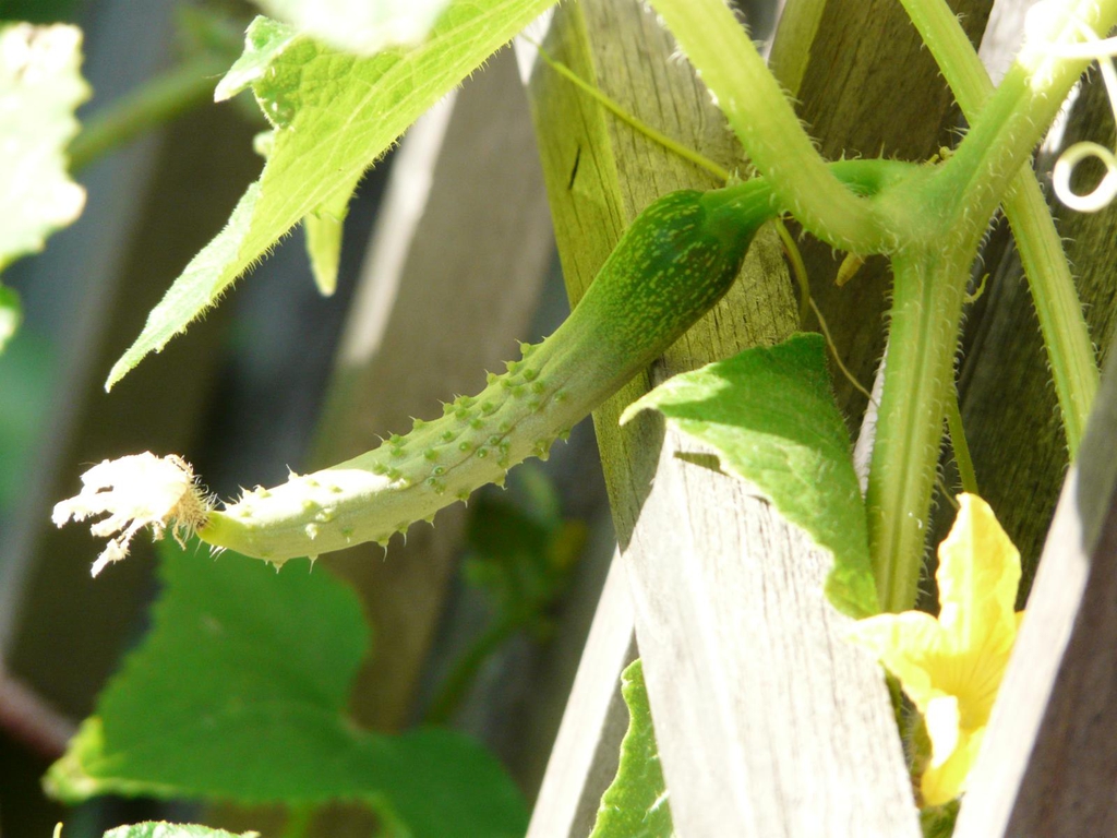 Cucumis sativus