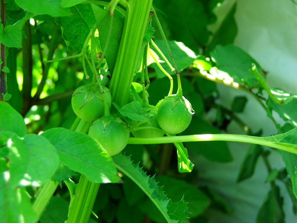 Solanum tuberosum
