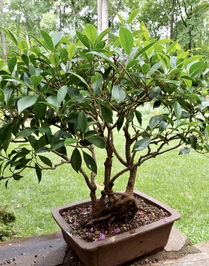 As bonsai