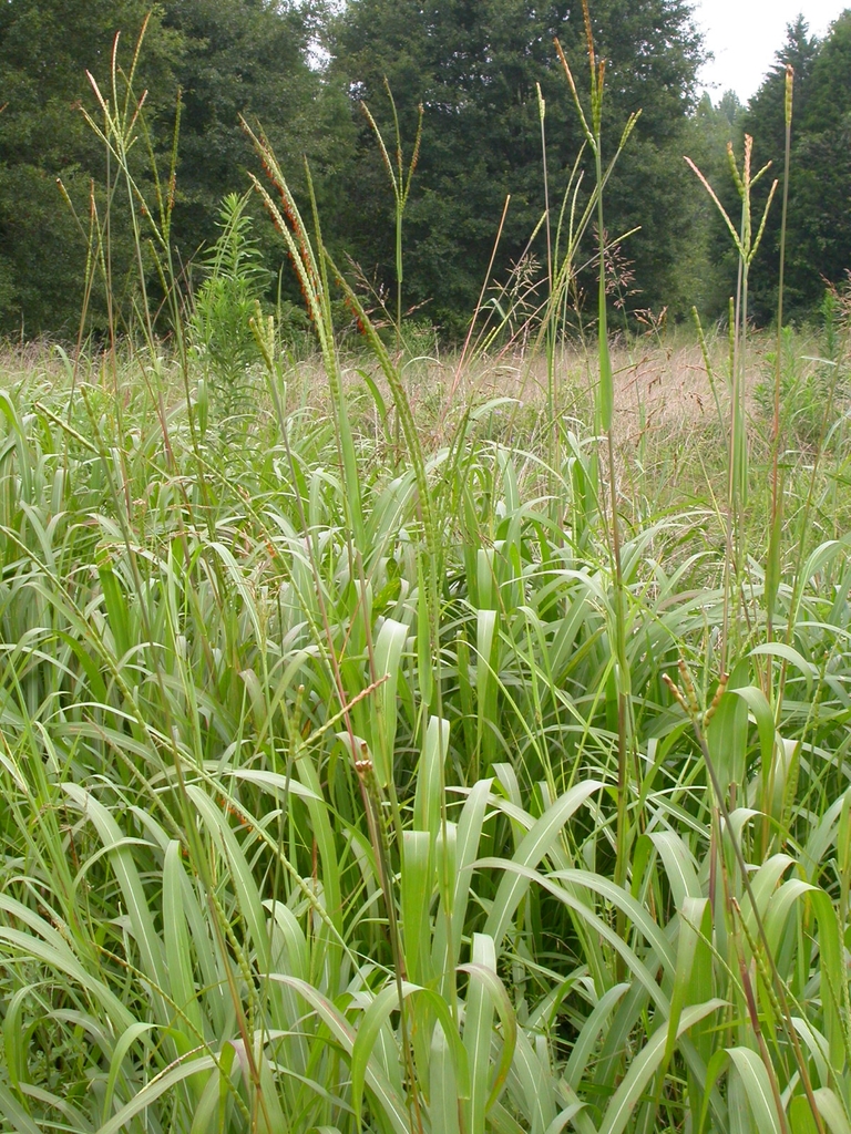 A field of grass with large, broad leaves and long, thin flowers
