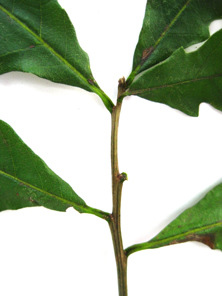 Buds