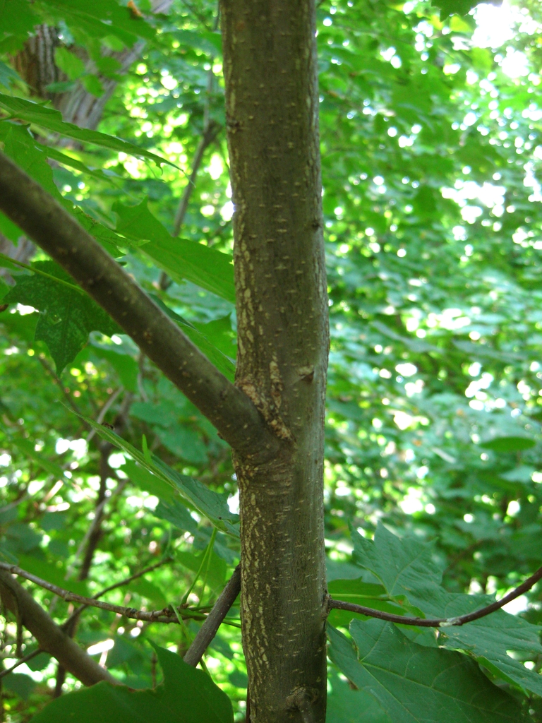 Young bark