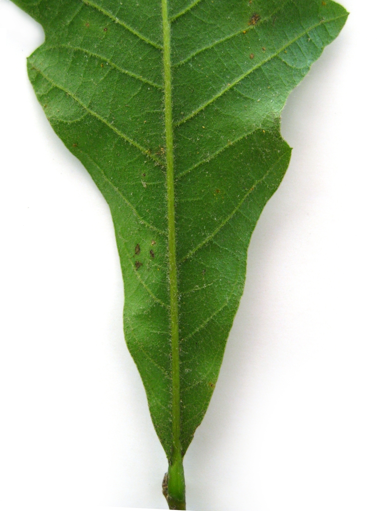 Underside of leaf with hairs