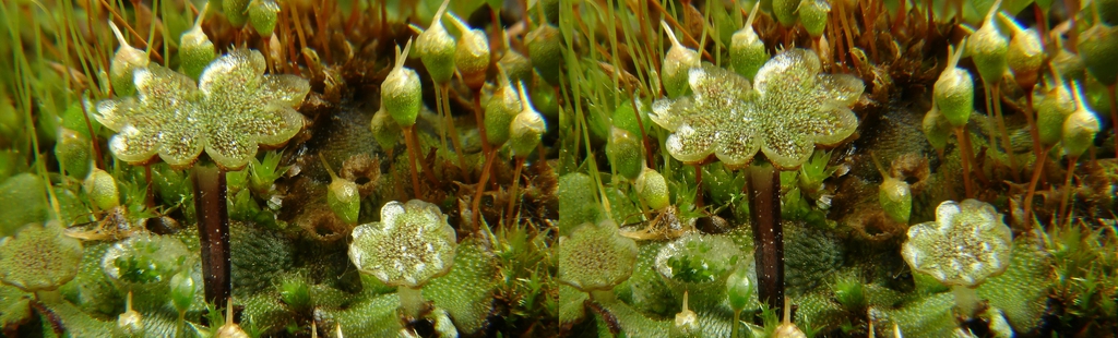 Marchantia polymorpha crossview in 3D