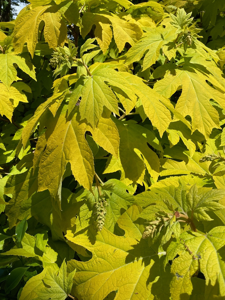 Buds forming